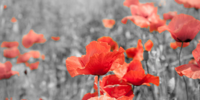 Armistice Day